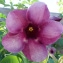  Liliane Roubaudi - Allamanda violacea Gardner & Fielding