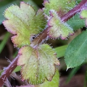 Photographie n°1105444 du taxon Veronica cymbalaria Bodard [1798]