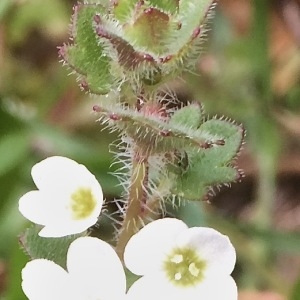 Photographie n°1105447 du taxon Veronica cymbalaria Bodard [1798]