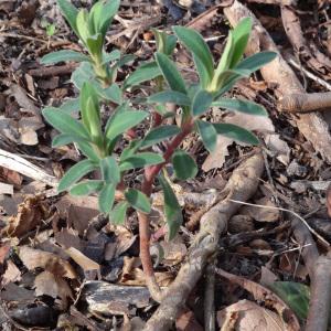 Photographie n°1105596 du taxon Euphorbia characias L. [1753]