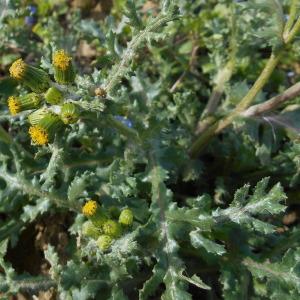 Photographie n°1106269 du taxon Senecio vulgaris subsp. vulgaris 