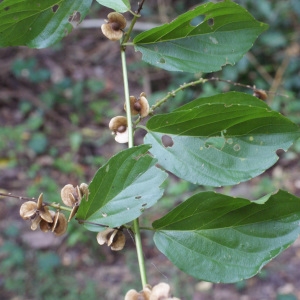 Dodonaea viscosa (L.) Jacq. (Chamiso)