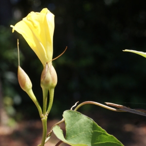 Photographie n°1106581 du taxon Merremia umbellata (L.) Hallier