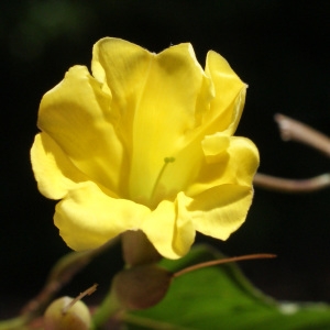 Photographie n°1106583 du taxon Merremia umbellata (L.) Hallier