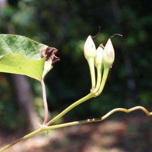 Photographie n°1106590 du taxon Merremia umbellata (L.) Hallier