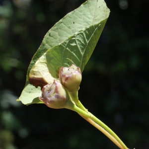 Photographie n°1106592 du taxon Merremia umbellata (L.) Hallier