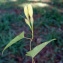  Liliane Roubaudi - Merremia umbellata (L.) Hallier