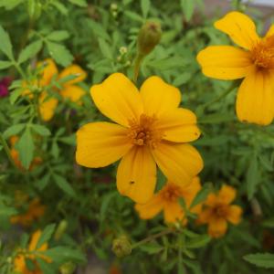  - Bidens ferulifolia sensu auct.