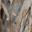 Jean-Claude Echardour - Eucalyptus gunnii Hook.f. [1844]