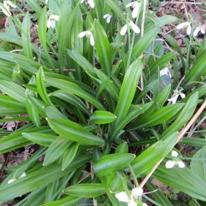 Photographie n°1107886 du taxon Galanthus plicatus M.Bieb. [1819]