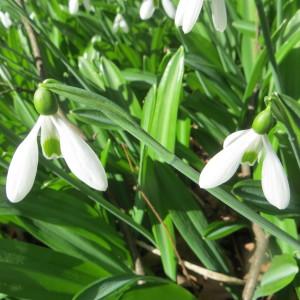 Chianthemum plicatus (M.Bieb.) Kuntze (Pleated Snowdrop)