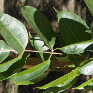 Bursera simaruba (L.) Sarg. (Almácigo)