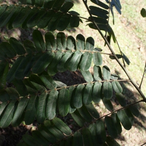 Photographie n°1108052 du taxon Cassia fistula L.