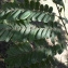  Liliane Roubaudi - Cassia fistula L.