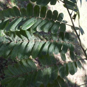 Photographie n°1108055 du taxon Cassia fistula L.