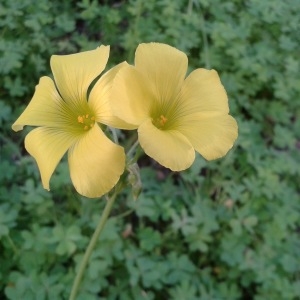 Photographie n°1108308 du taxon Oxalis pes-caprae L.