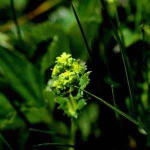 Photographie n°1108409 du taxon Alchemilla xanthochlora Rothm. [1937]