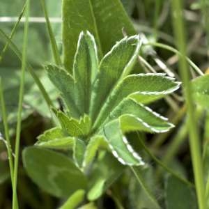 Photographie n°1108411 du taxon Alchemilla xanthochlora Rothm. [1937]