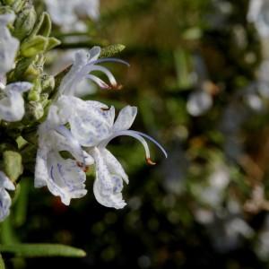  - Rosmarinus officinalis subsp. officinalis 