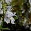  Arthur Sanguet - Rosmarinus officinalis subsp. officinalis 