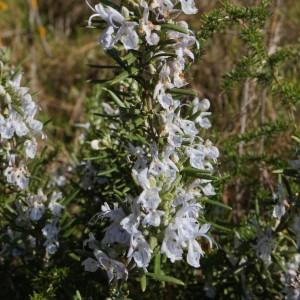 Rosmarinus officinalis L. subsp. officinalis (Romarin)