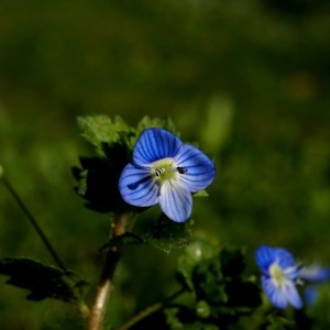 Veronica persica Poir. (Véronique commune)