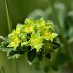 Photographie n°1108429 du taxon Alchemilla xanthochlora Rothm. [1937]