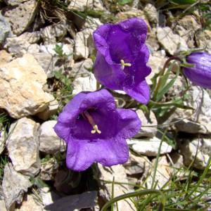 Photographie n°1108453 du taxon Campanula alpestris All. [1773]