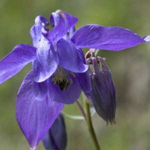 Photographie n°1108522 du taxon Aquilegia vulgaris L. [1753]