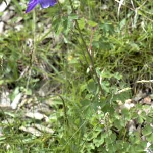 Photographie n°1108528 du taxon Aquilegia vulgaris L. [1753]