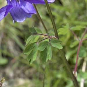 Photographie n°1108531 du taxon Aquilegia vulgaris L. [1753]