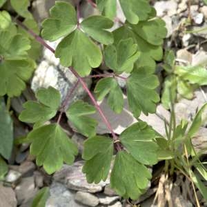 Photographie n°1108534 du taxon Aquilegia vulgaris L. [1753]