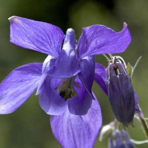 Photographie n°1108539 du taxon Aquilegia vulgaris L. [1753]