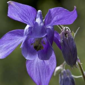 Photographie n°1108540 du taxon Aquilegia vulgaris L. [1753]