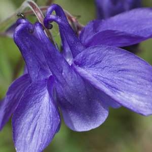 Photographie n°1108551 du taxon Aquilegia vulgaris L. [1753]