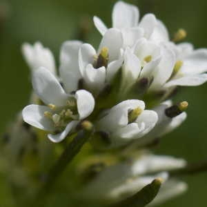 Photographie n°1108602 du taxon Arabis hirsuta sensu Gaudin [1829]