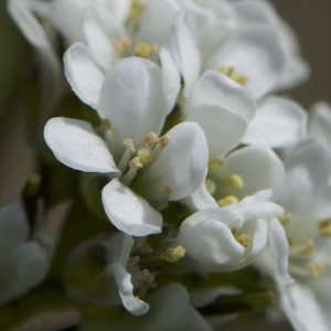 Photographie n°1108607 du taxon Arabis hirsuta sensu Gaudin [1829]