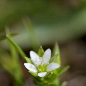 Photographie n°1108631 du taxon Arenaria leptoclados (Rchb.) Guss. [1844]