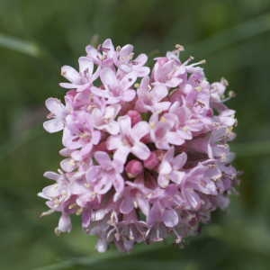 Photographie n°1108724 du taxon Armeria bubanii G.H.M.Lawr. [1940]