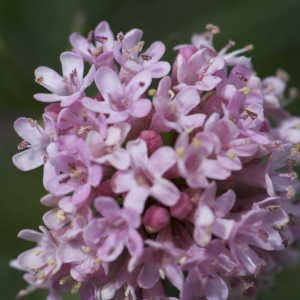 Photographie n°1108726 du taxon Armeria bubanii G.H.M.Lawr. [1940]