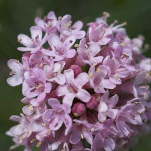 Photographie n°1108730 du taxon Armeria bubanii G.H.M.Lawr. [1940]