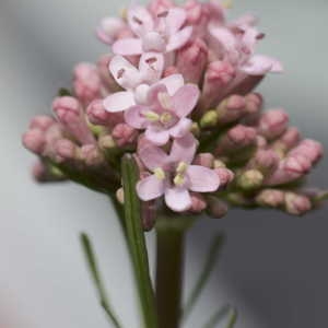 Photographie n°1108732 du taxon Armeria bubanii G.H.M.Lawr. [1940]