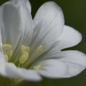 Photographie n°1108782 du taxon Cerastium L. [1753]