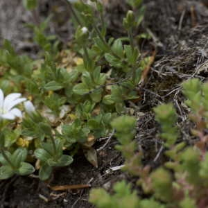 Photographie n°1108784 du taxon Cerastium L. [1753]