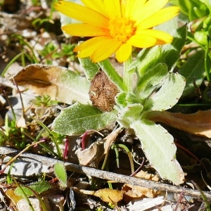 Photographie n°1108905 du taxon Calendula arvensis L. [1763]