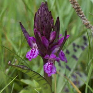 Photographie n°1109121 du taxon Dactylorhiza alpestris (Pugsley) Aver. [1983]