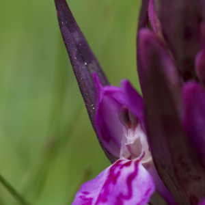 Photographie n°1109124 du taxon Dactylorhiza alpestris (Pugsley) Aver. [1983]
