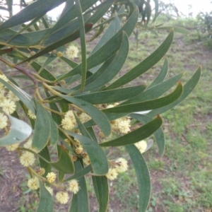 Photographie n°1109236 du taxon Acacia retinodes Schltdl. [1847]