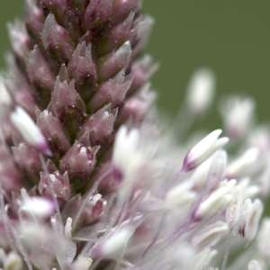 Photographie n°1109245 du taxon Plantago media L.