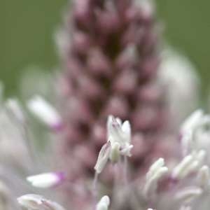 Photographie n°1109251 du taxon Plantago media L.